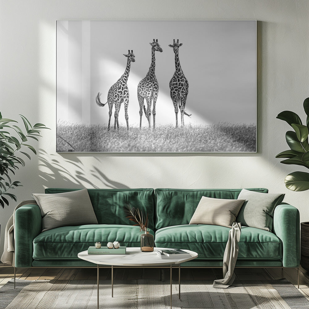 Giraffes in the  Mara plains | Canvas