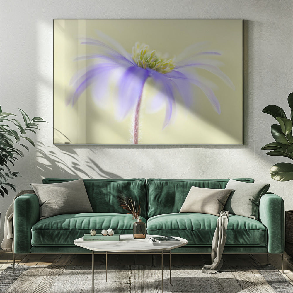 Anemone Blanda | Canvas