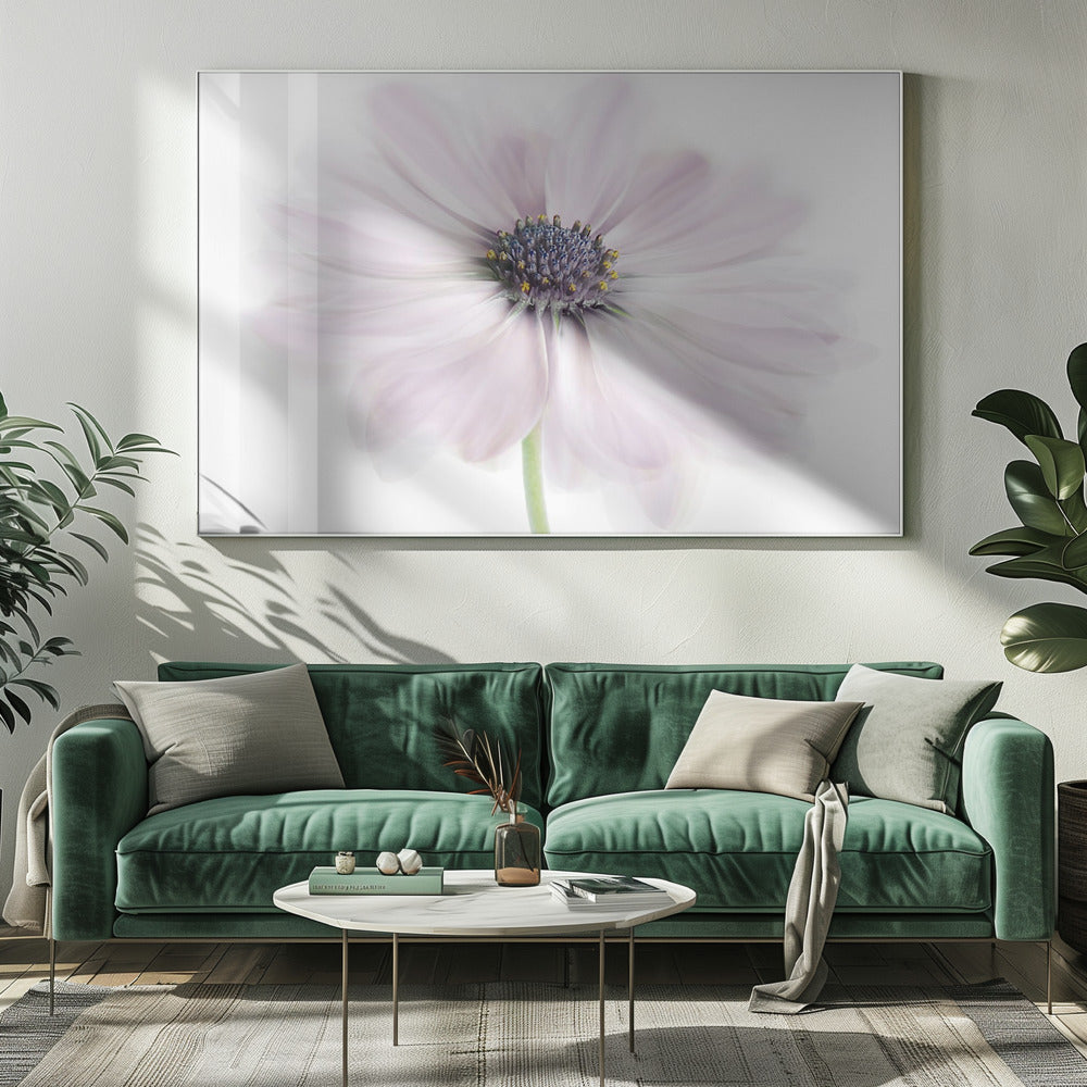 Cape Daisy | Canvas