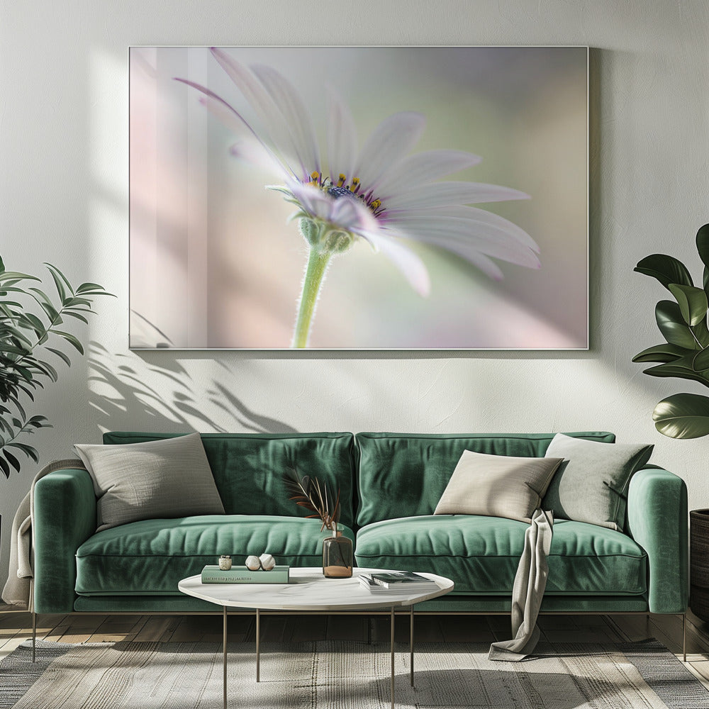 Cape Daisy | Canvas