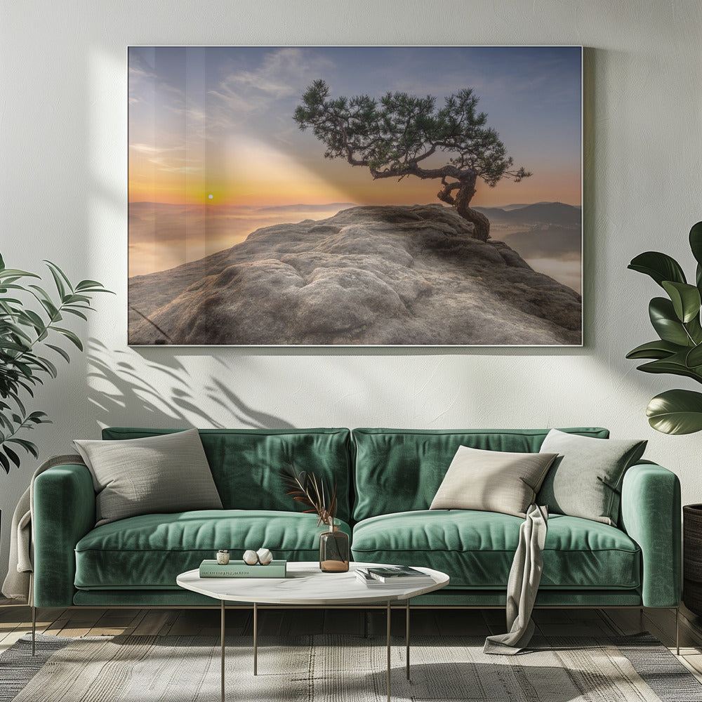 Old pine | Canvas