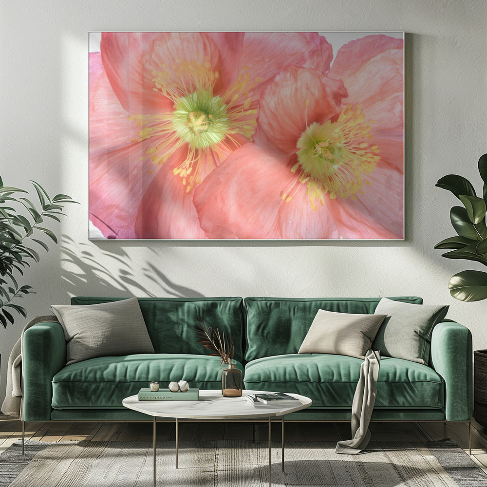 Papaver | Canvas