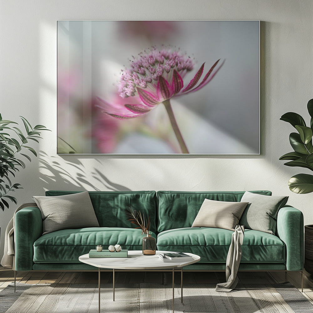 Astrantia | Canvas