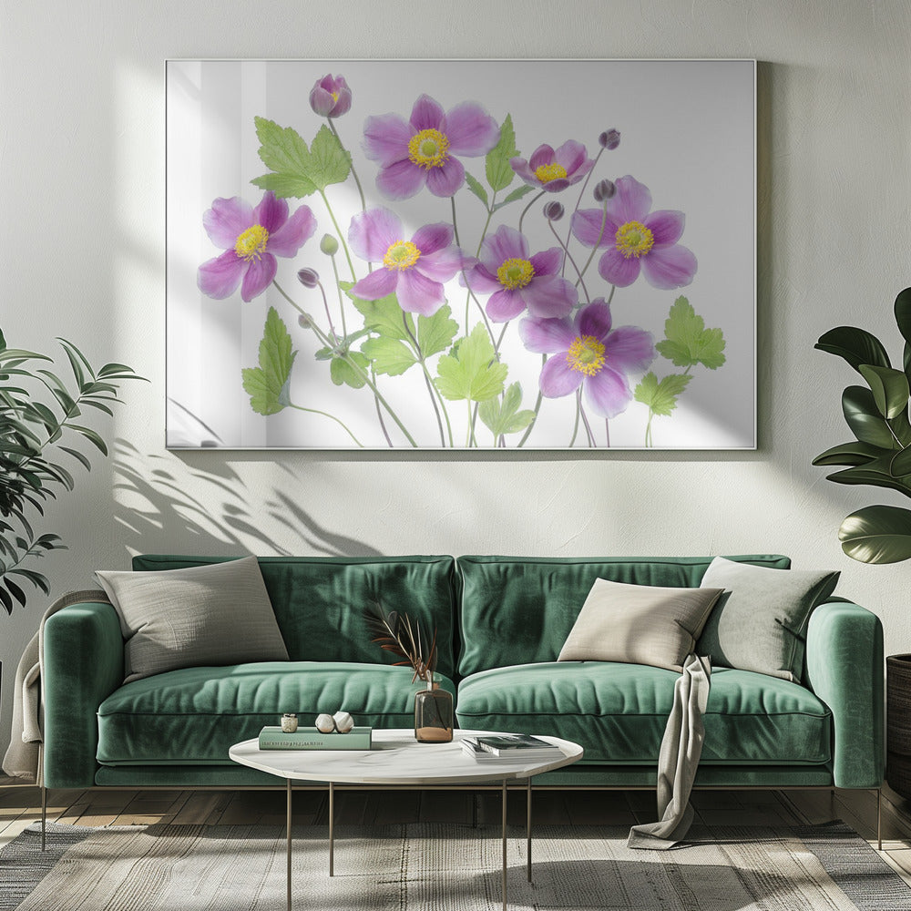 Anemone 'Hadspen Abundance' | Canvas