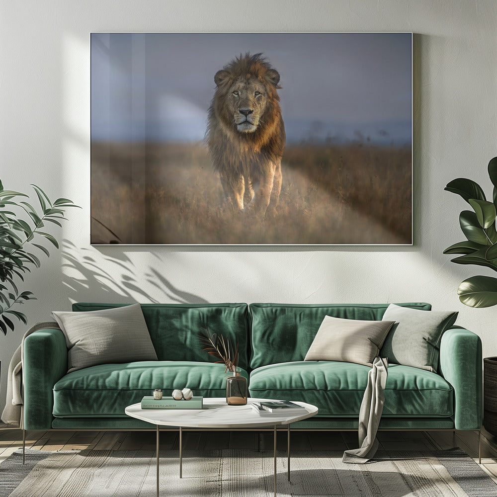 Lion Close Up | Canvas