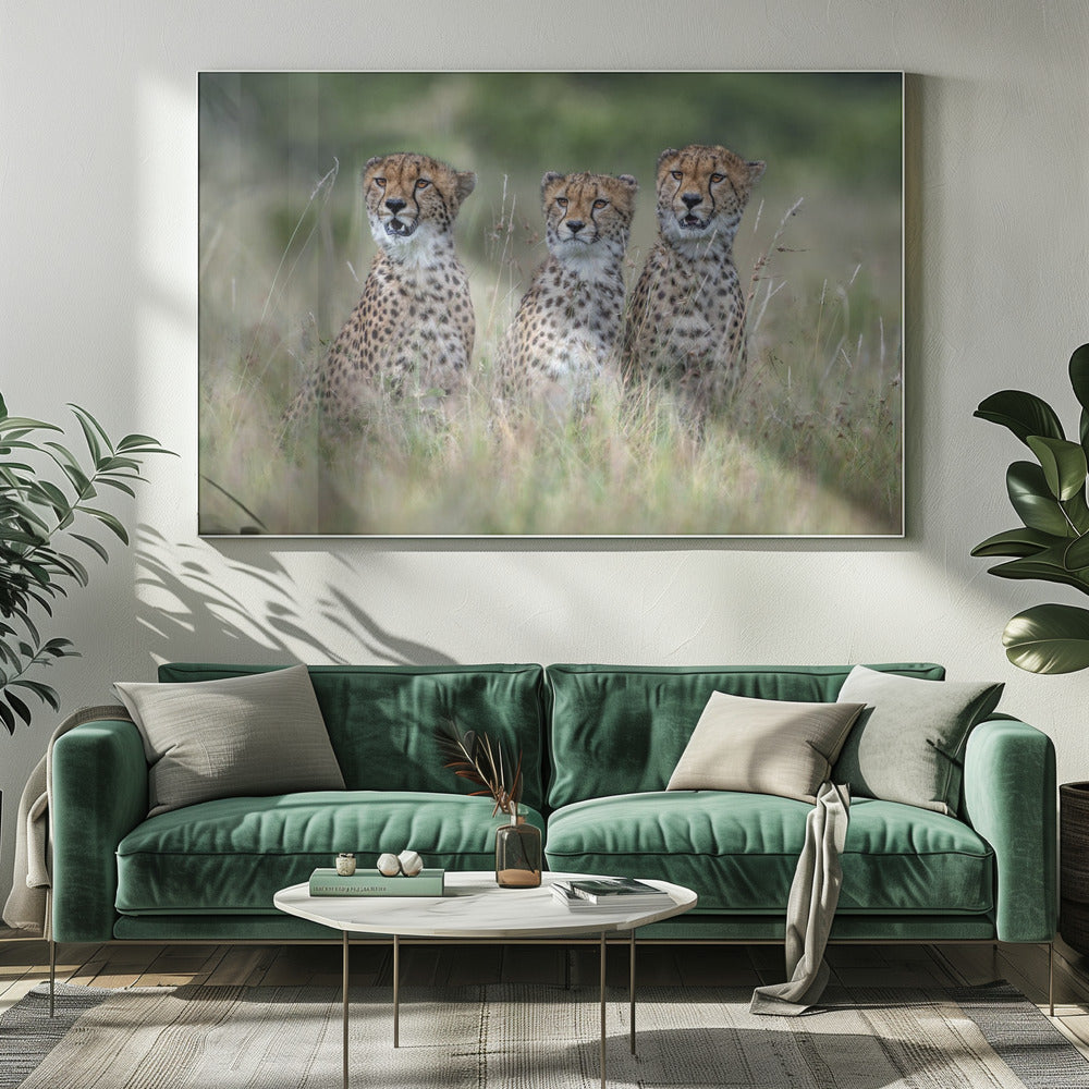 Cheetah cubs | Canvas