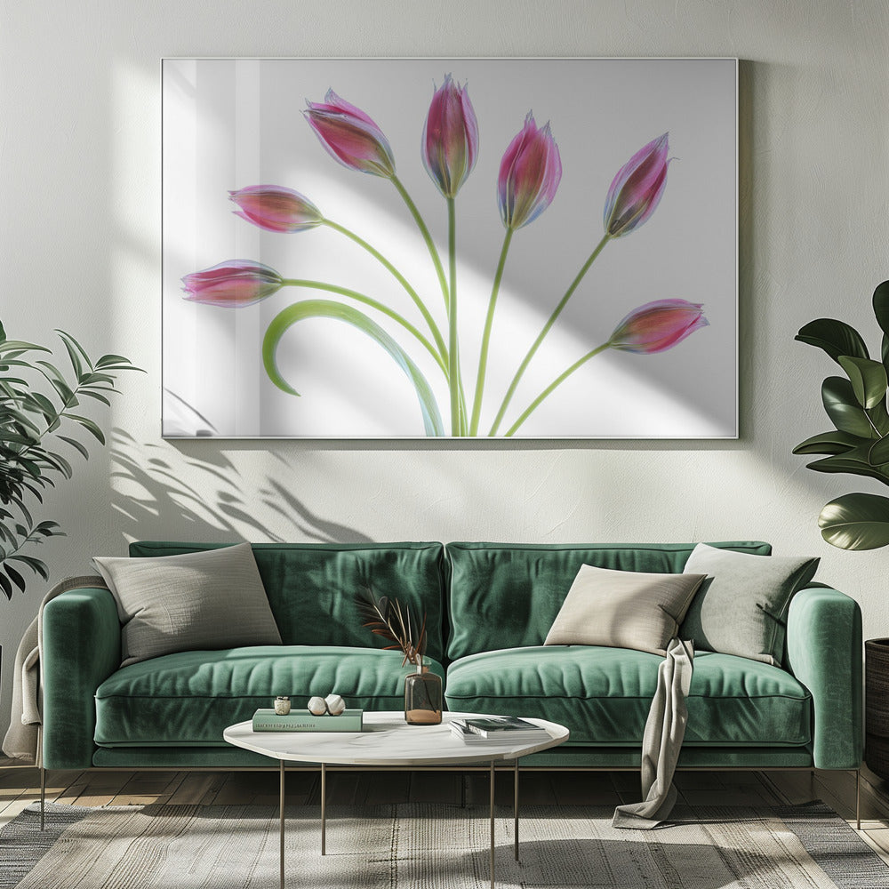 Tulipa | Canvas