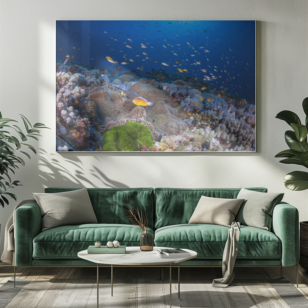 Anemon and Anthias | Canvas