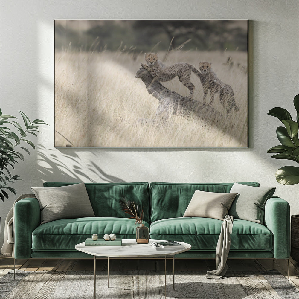 Curious Kitties | Canvas