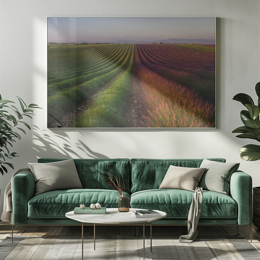 Field of lavender | Canvas