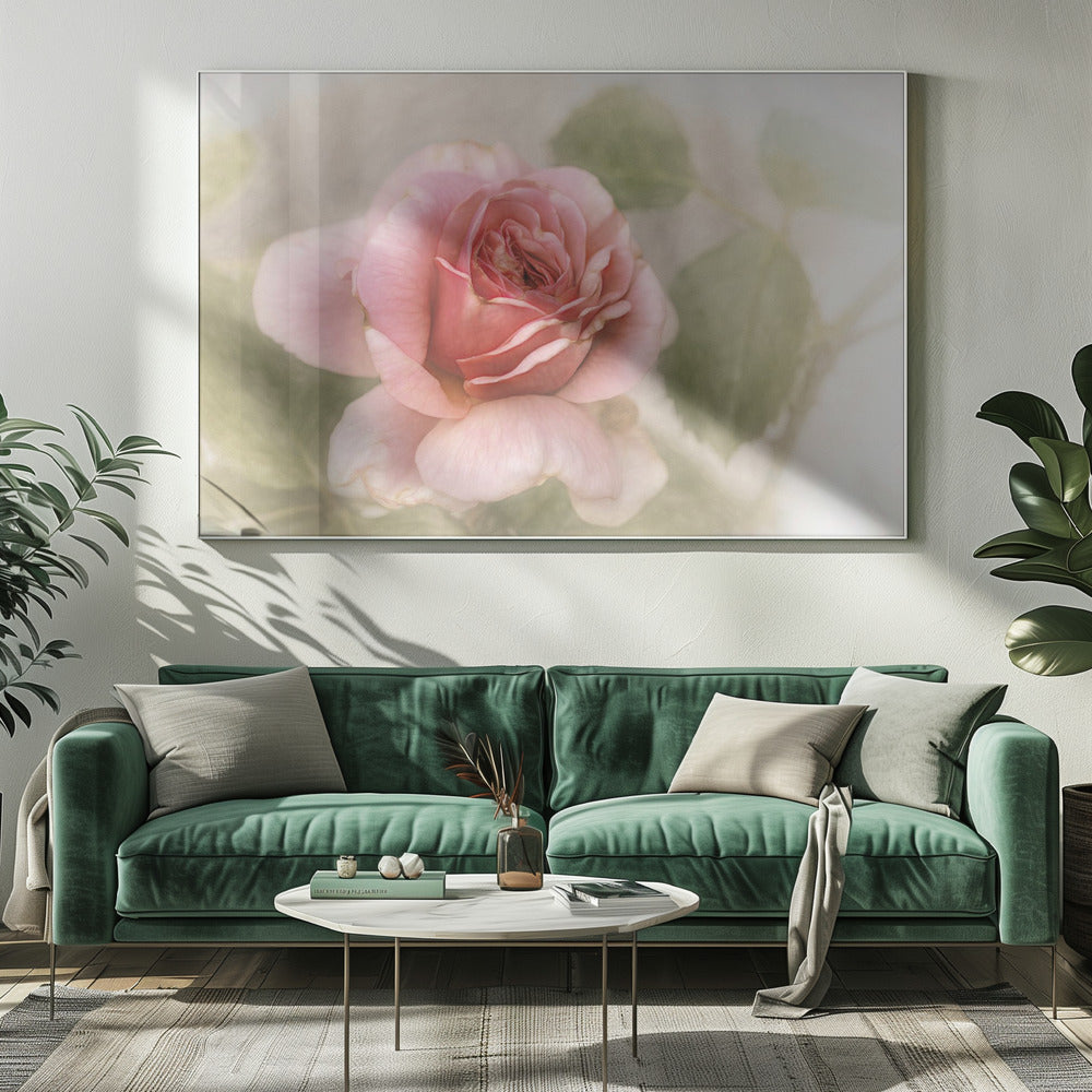 smooth rose | Canvas