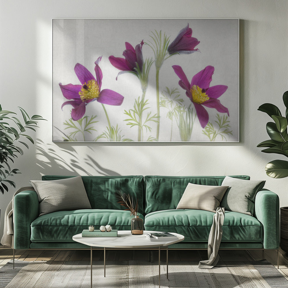 Pulsatilla | Canvas