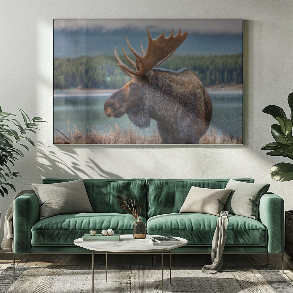 Moose | Canvas