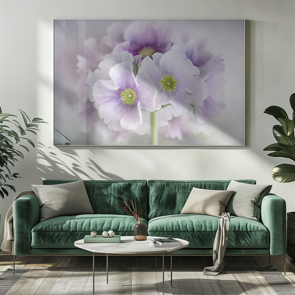 Primula | Canvas