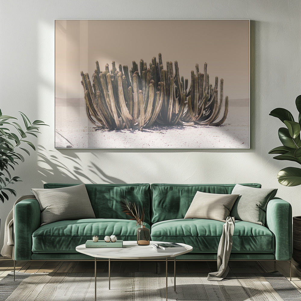 Peach Sky Cactus | Canvas