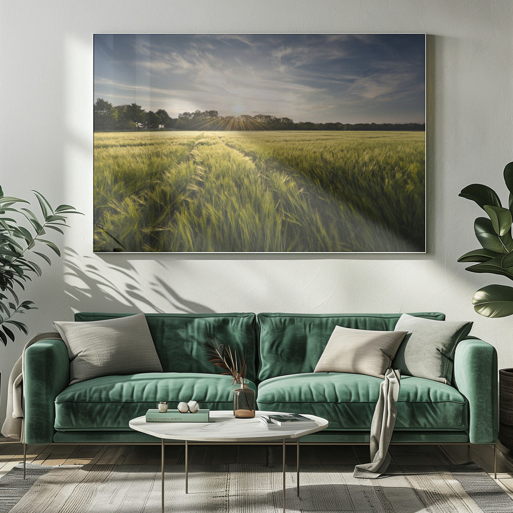 Barley Meadow | Canvas