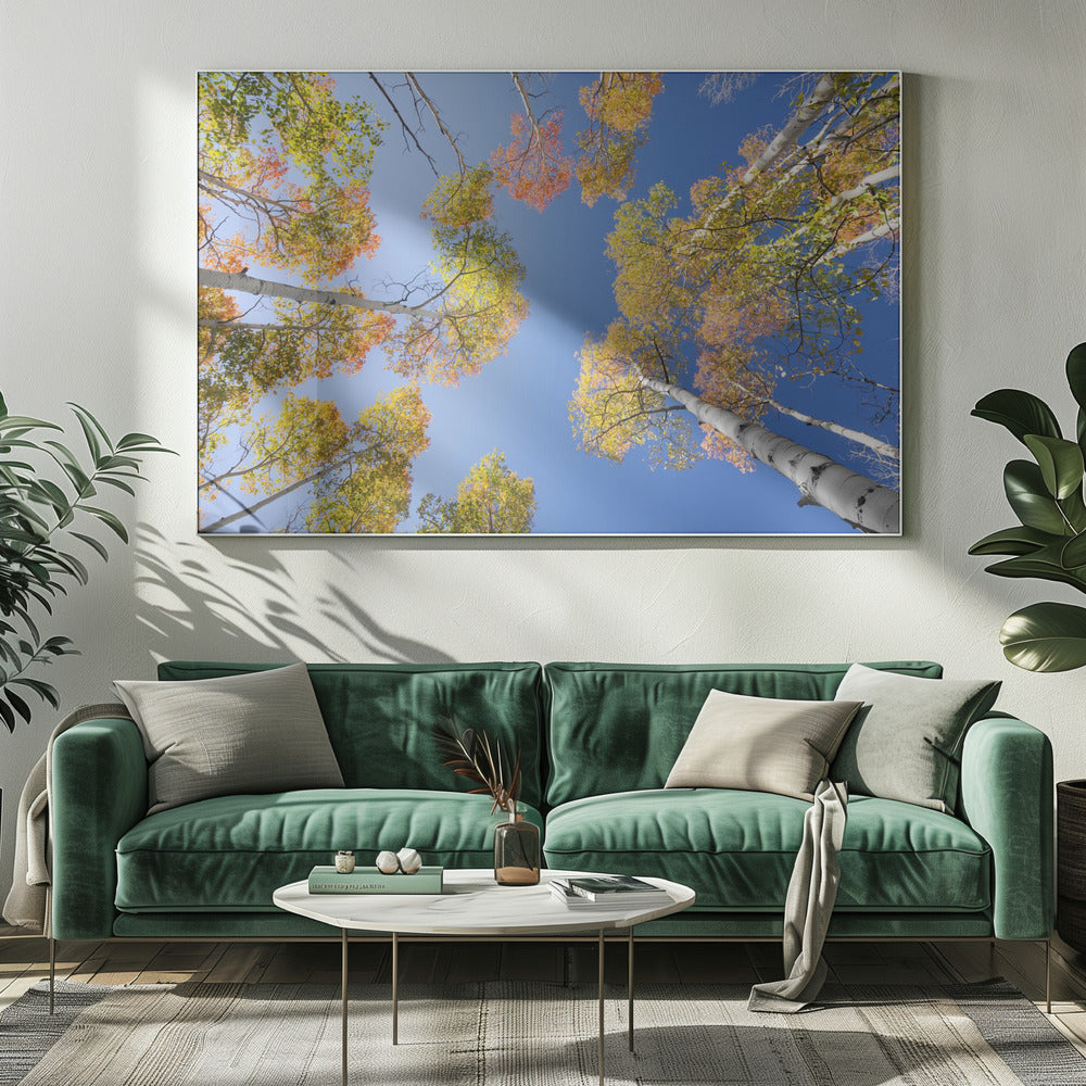 Autumn Birchs | Canvas