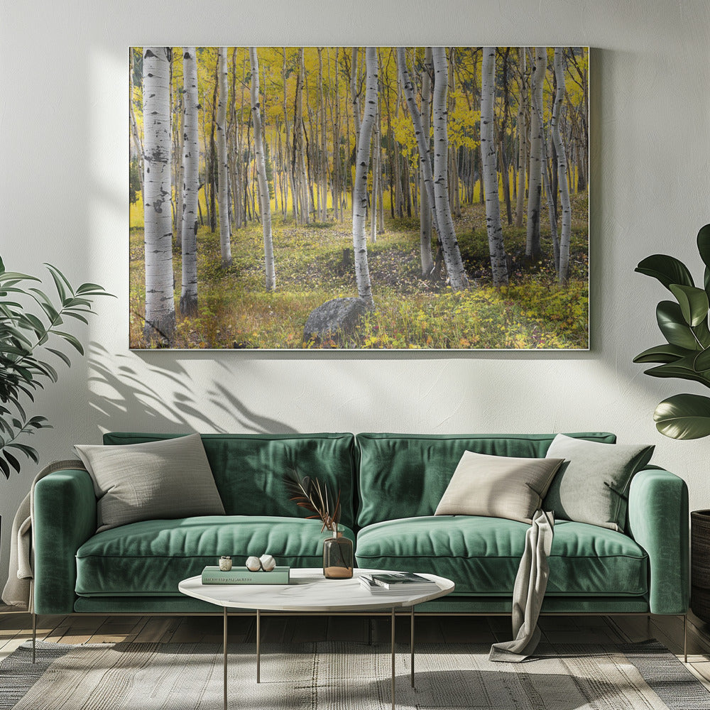 Autumn Birchs | Canvas