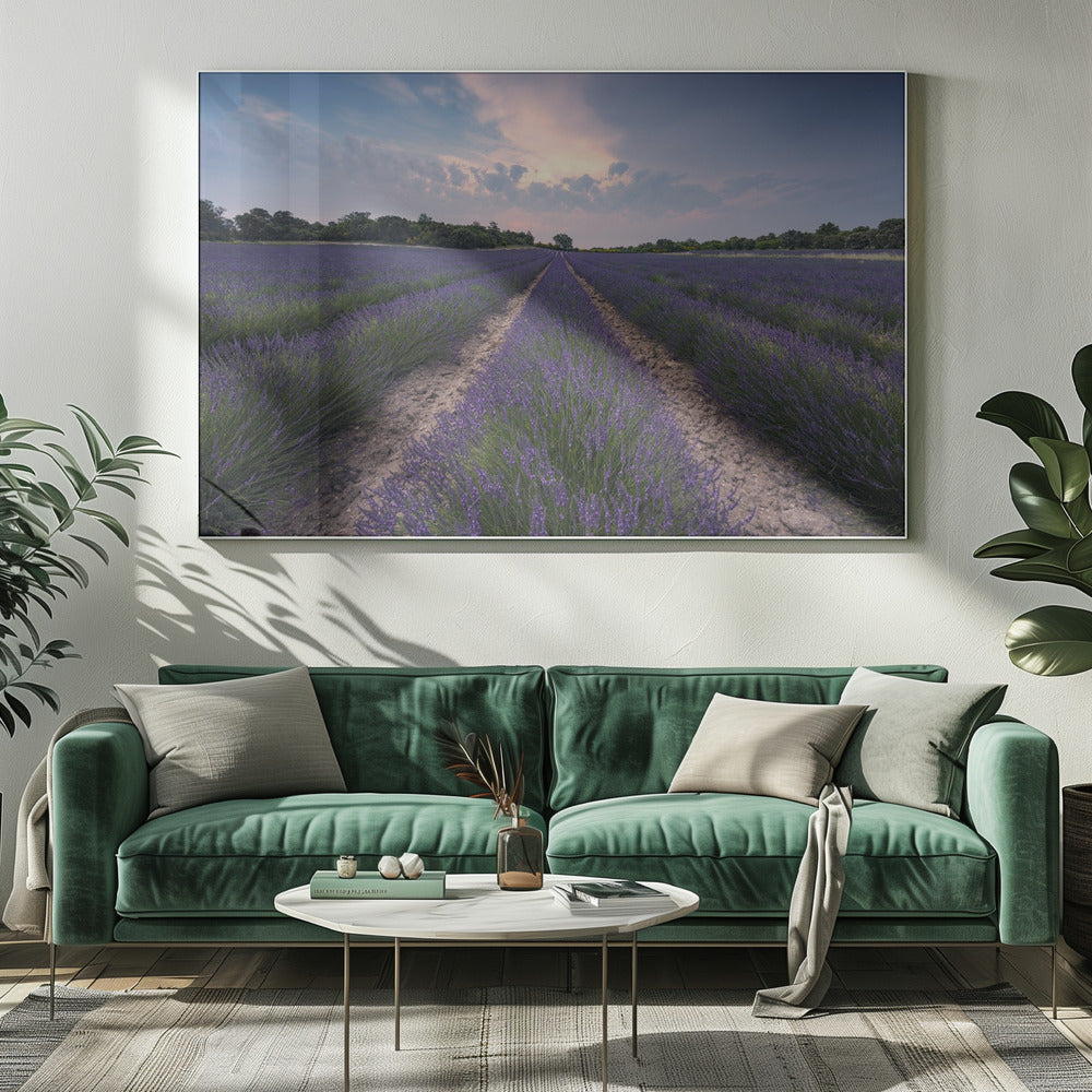 Blue Lavender | Canvas
