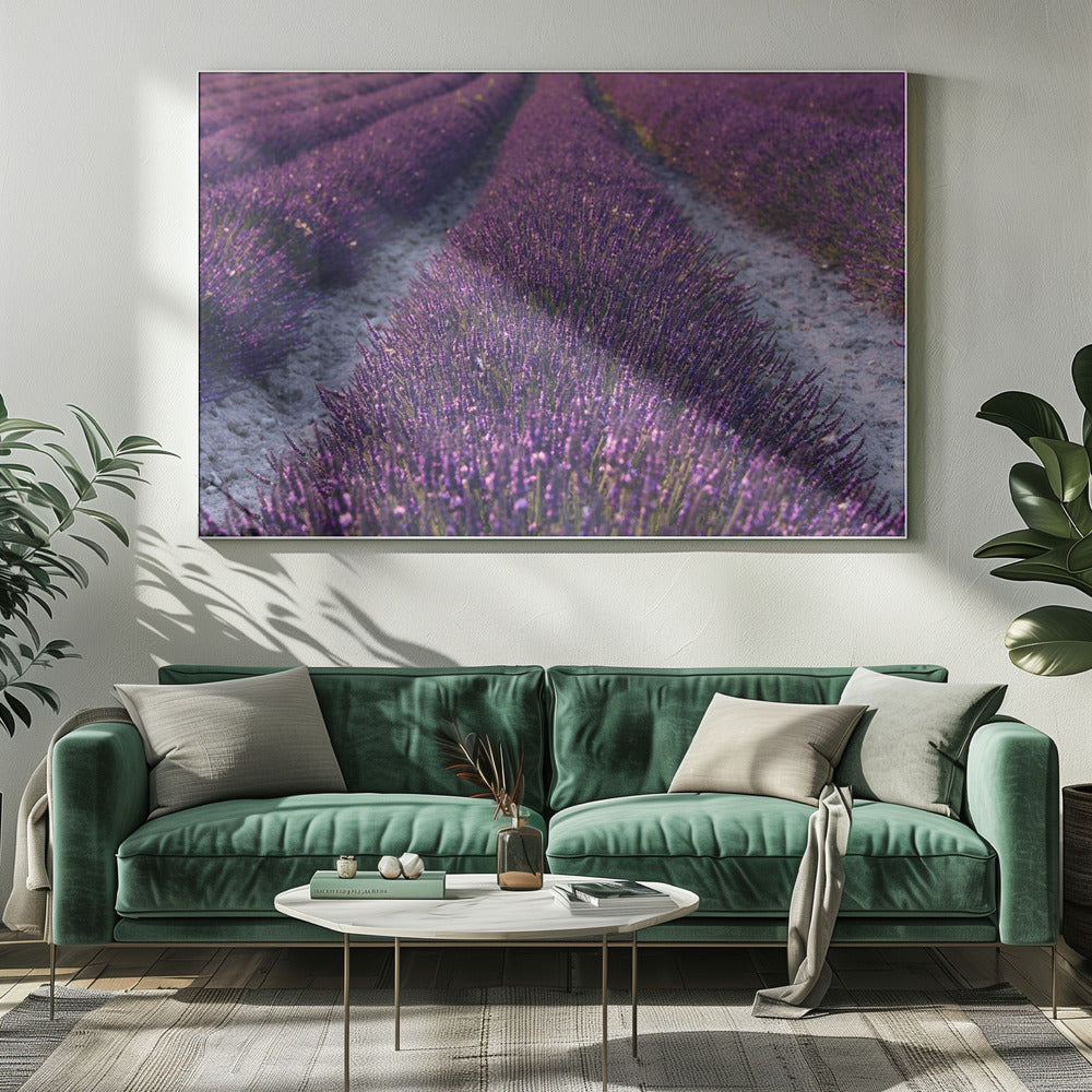 Lavender Detail | Canvas