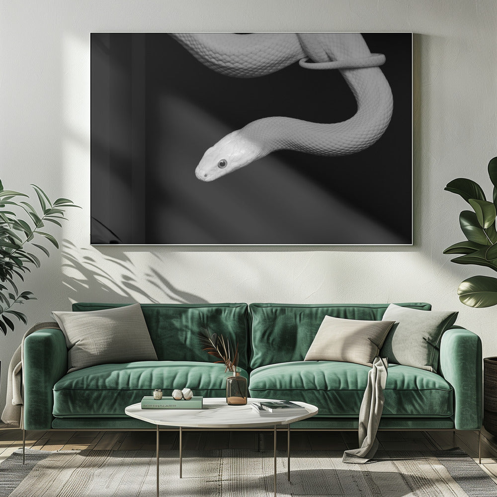 Serpent Blanc | Canvas