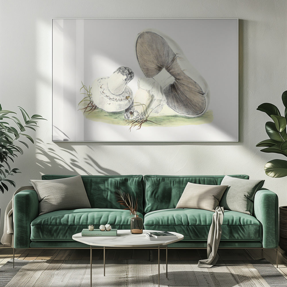 Hand Drawn Horse Mushroom | Canvas