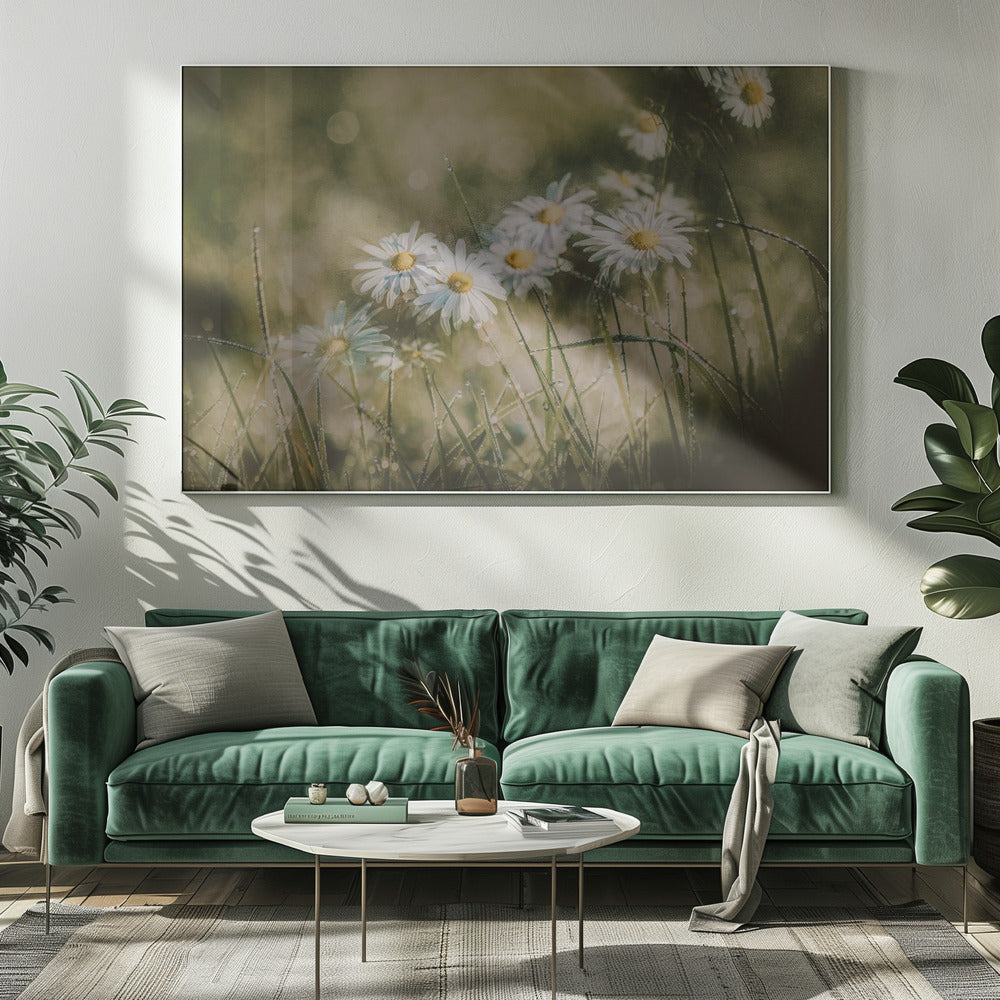 daisies in early morning | Canvas