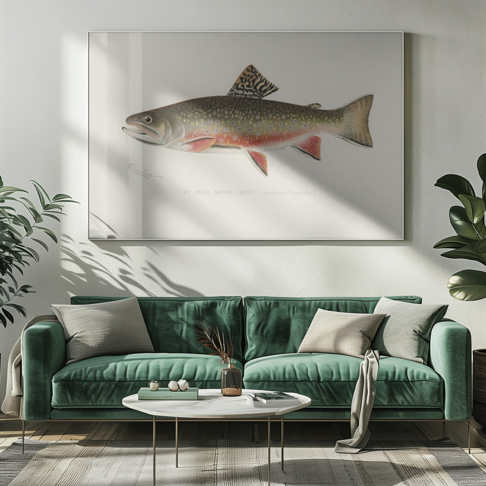 Male Brook Trout | Canvas