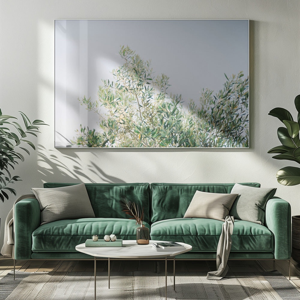 Olives In Ostuni | Italy Travel Photography | Canvas