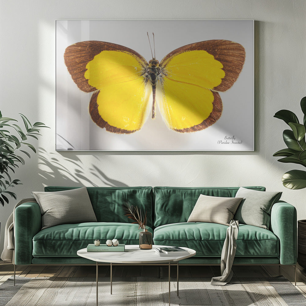 Butterfly - 2 | Canvas