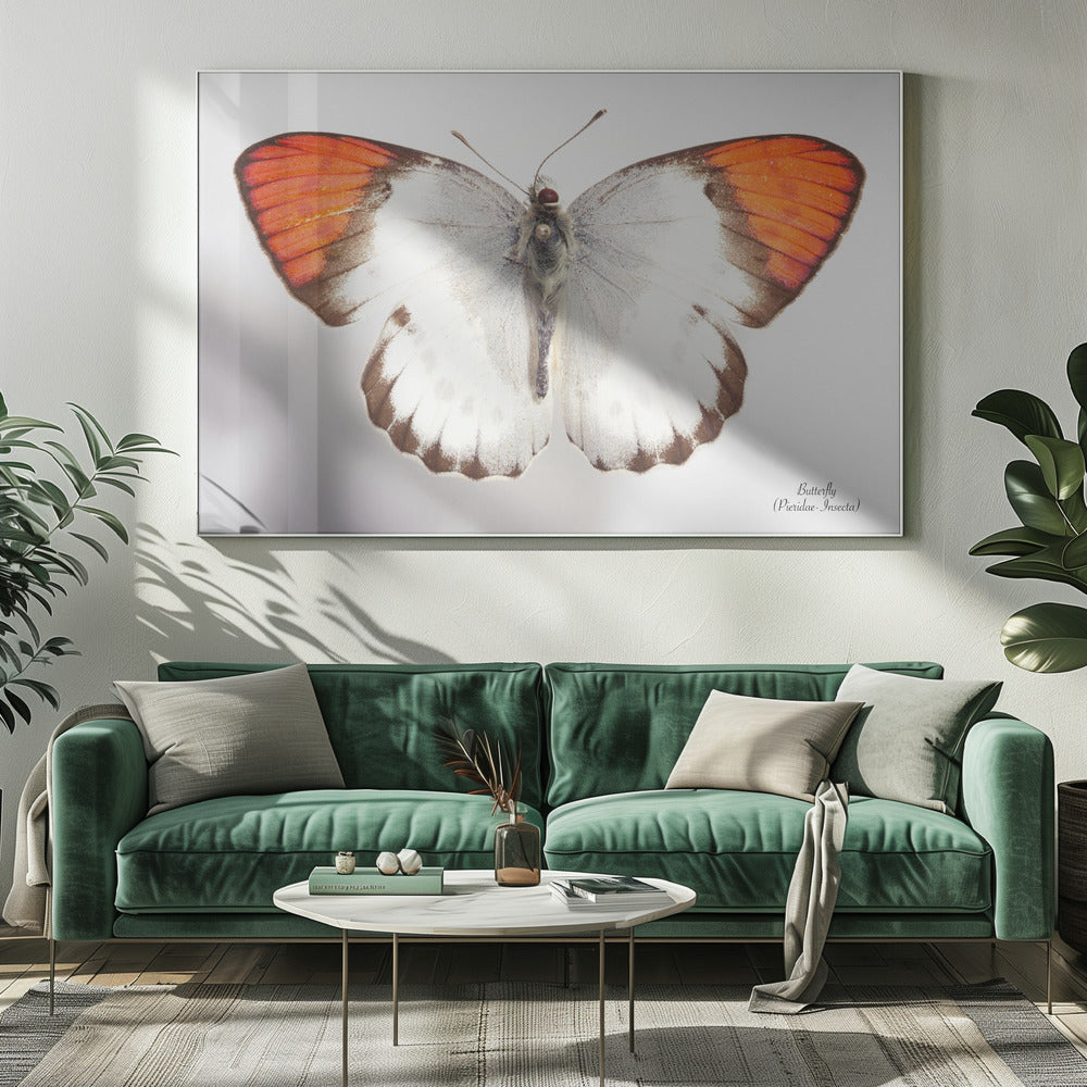 Butterfly - 3 | Canvas