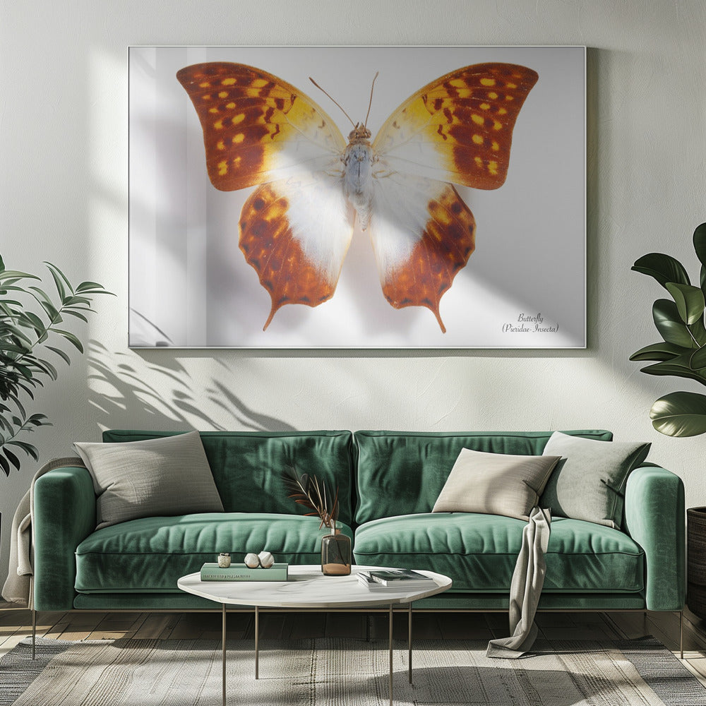 Butterfly - 4 | Canvas