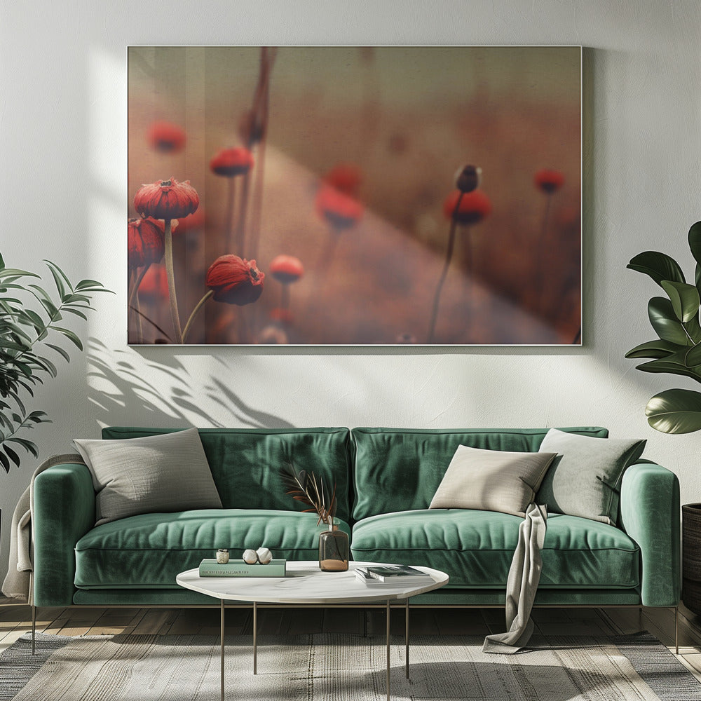 Poppy Dreams | Canvas