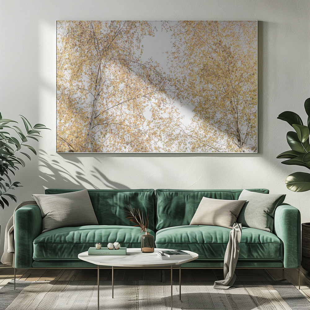 Birch Trees | Canvas