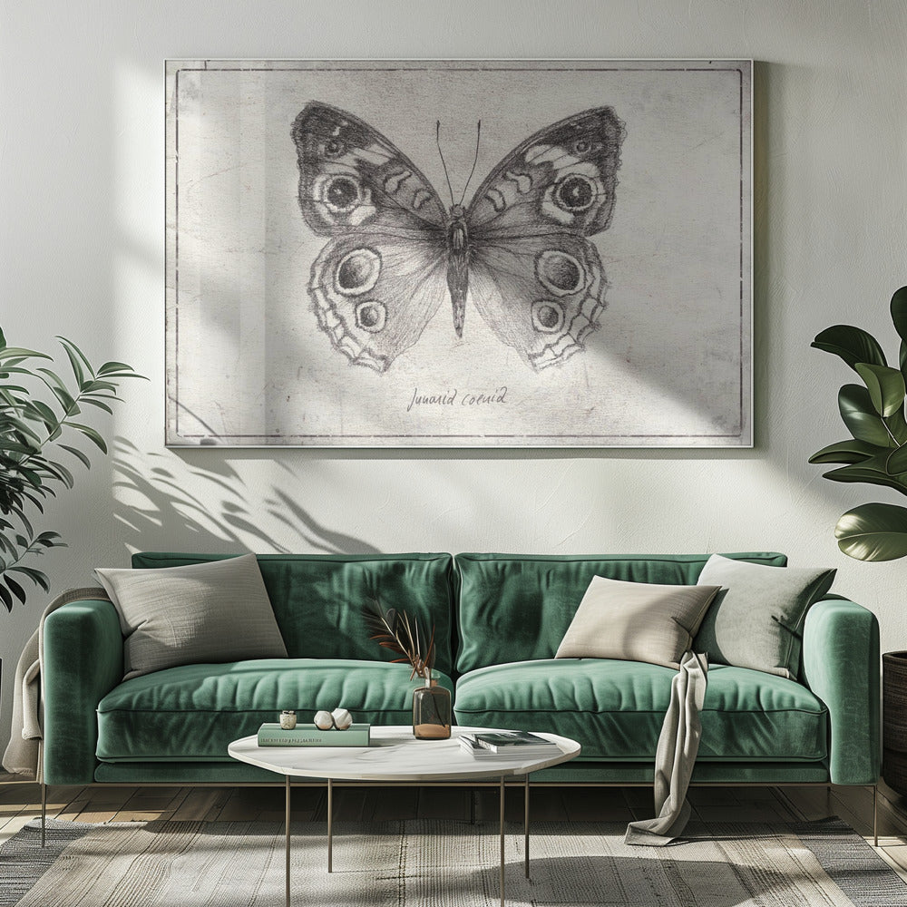 Butterfly Showcases Intricate Wing | Canvas