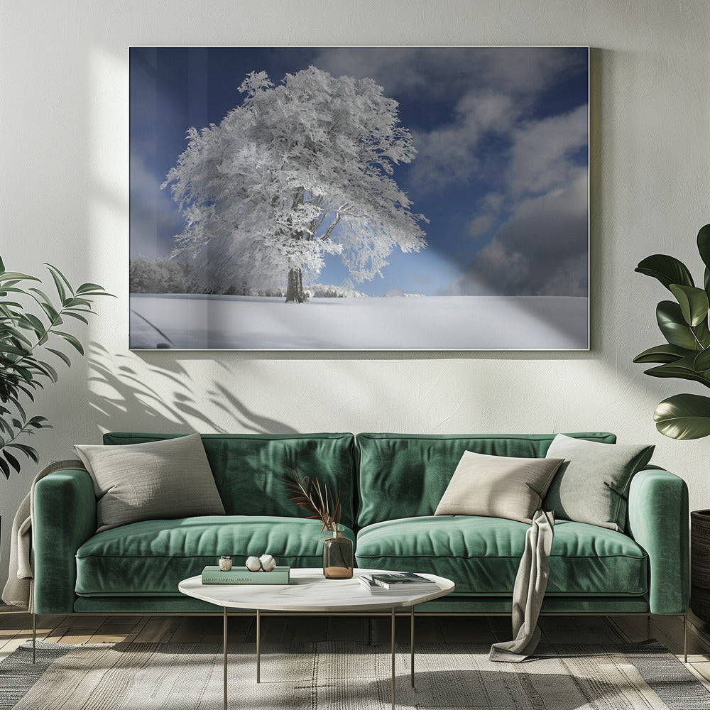White Windbuche in Black Forest | Canvas