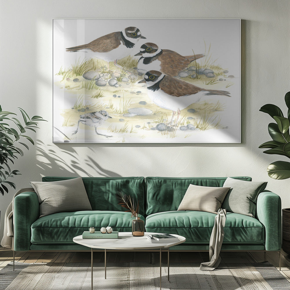 Plovers | Canvas