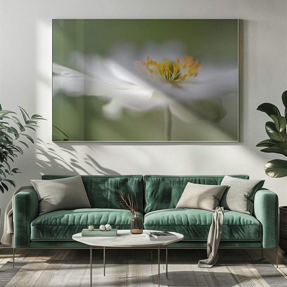 White Anemone | Canvas