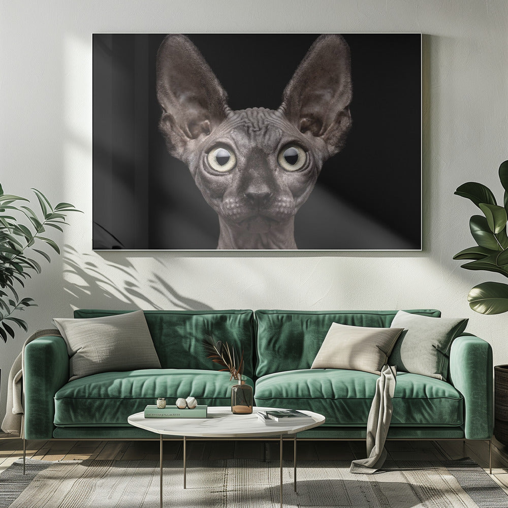 Sphynx Cat | Canvas