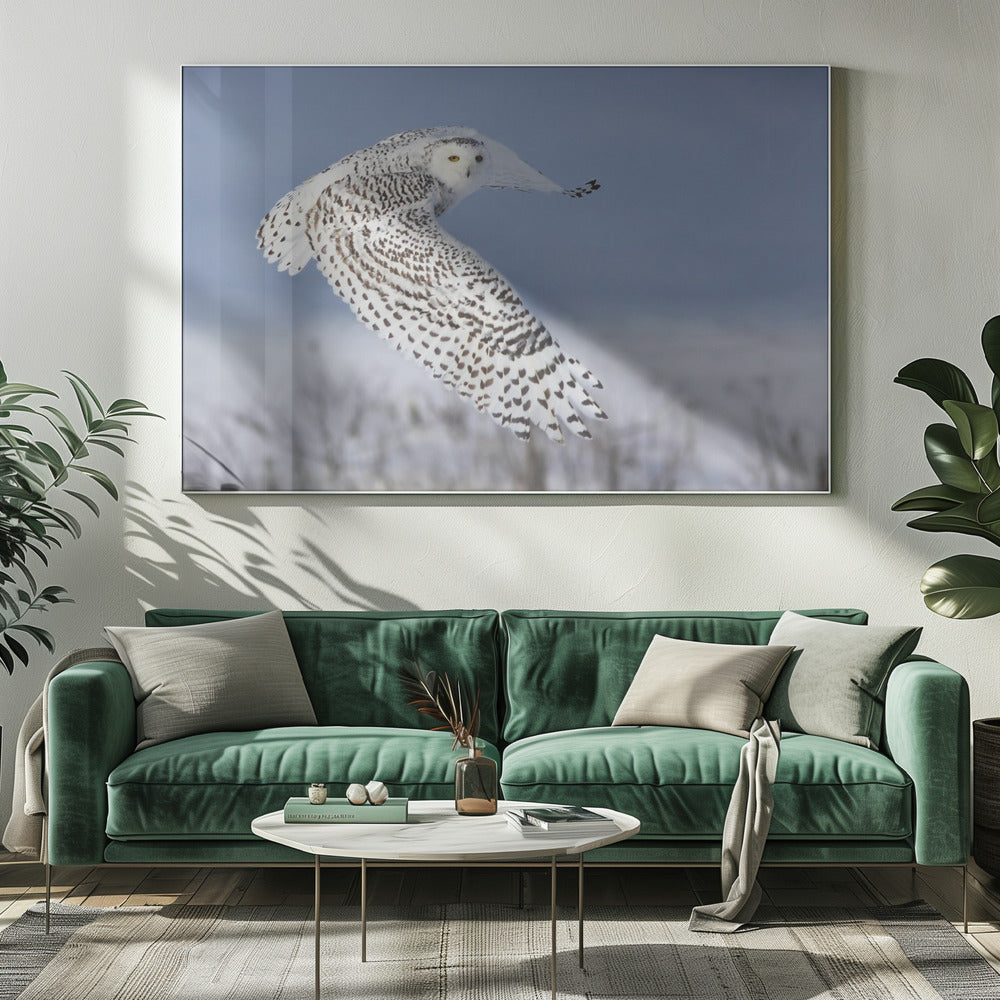 Snowy Owl | Canvas