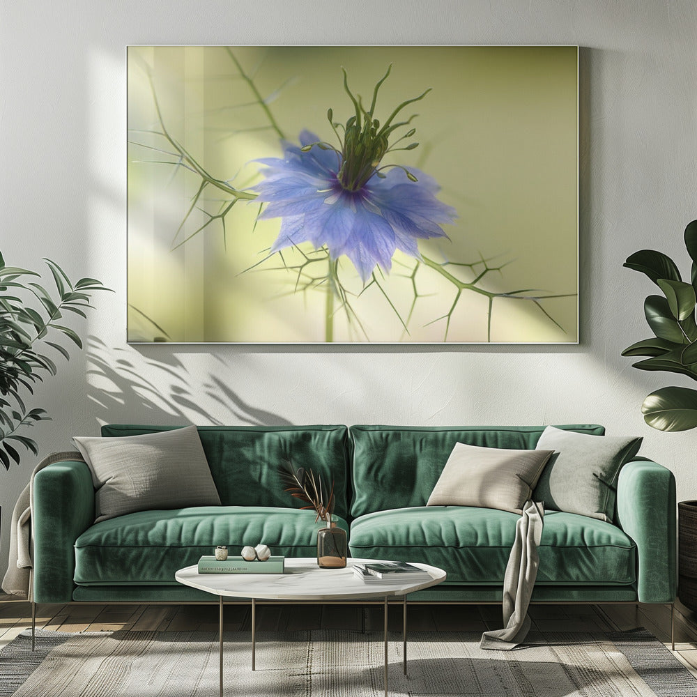 Nigella | Canvas
