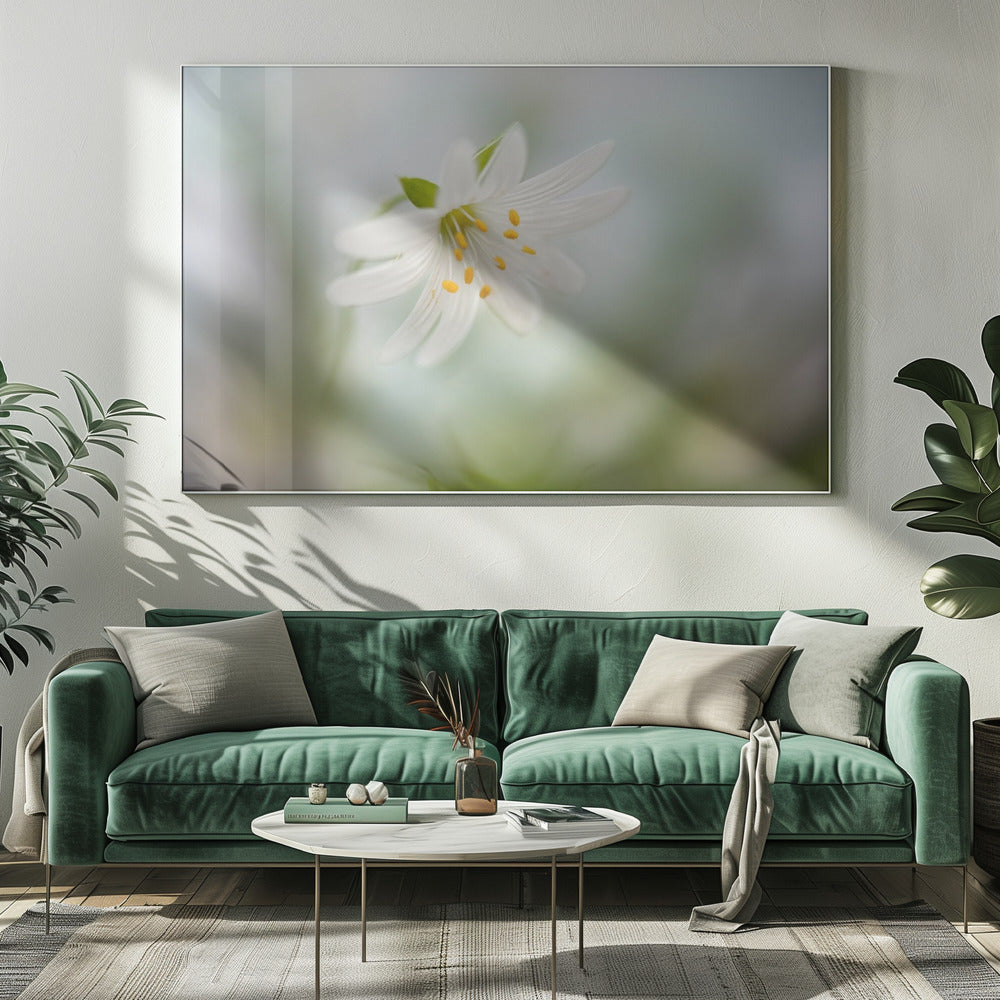 Spring Stitchwort | Canvas