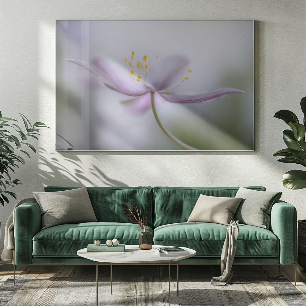 Nemorosa*** | Canvas