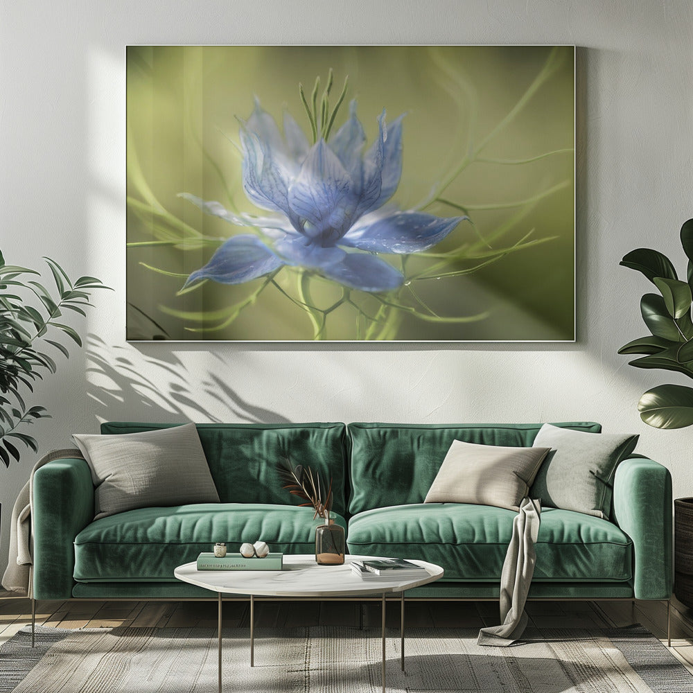 Nigella | Canvas