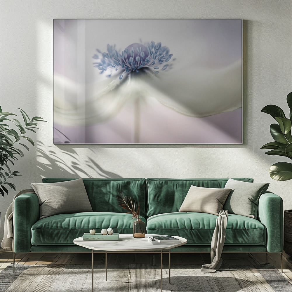 a n e m o n e | Canvas