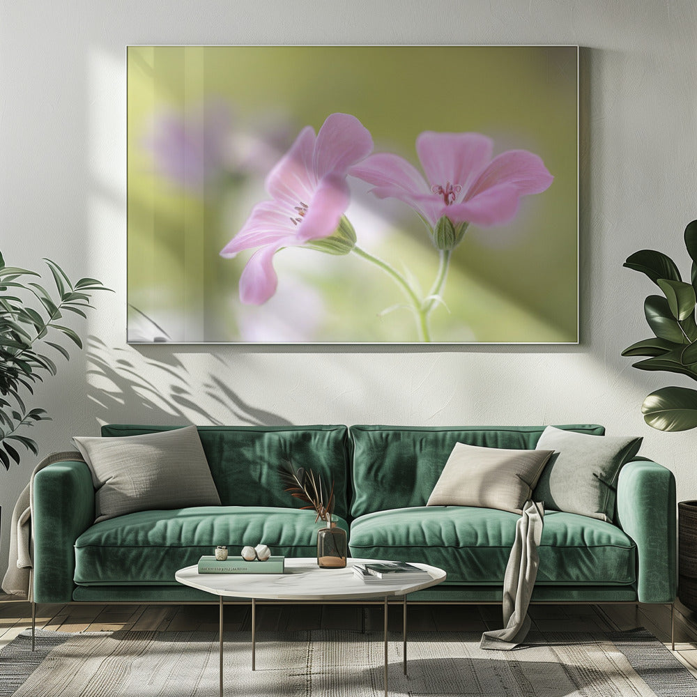 Pink Melody | Canvas