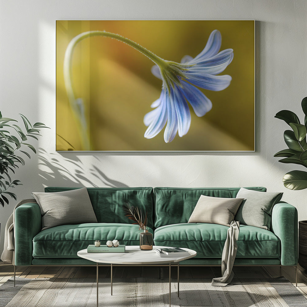 Cape Daisy | Canvas