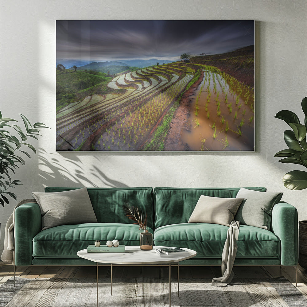 Unseen Rice Field | Canvas