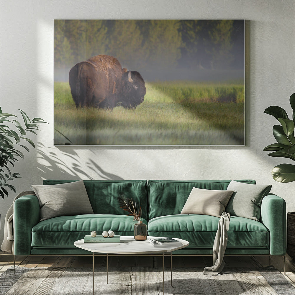 Bison in Morning Light | Canvas