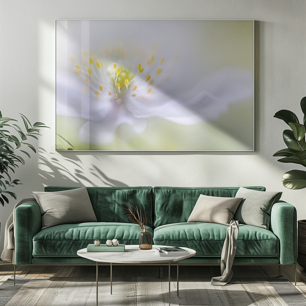 Anemone Beauty | Canvas